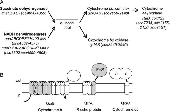 FIG 1