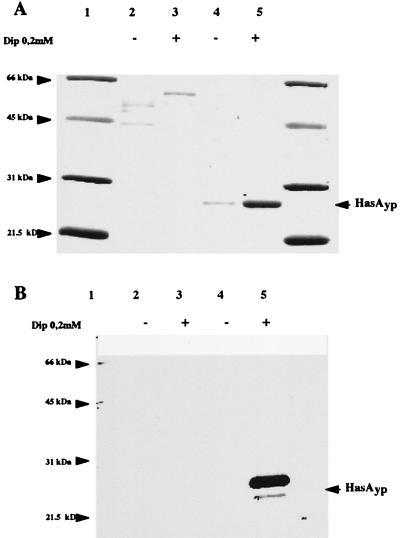 FIG. 5