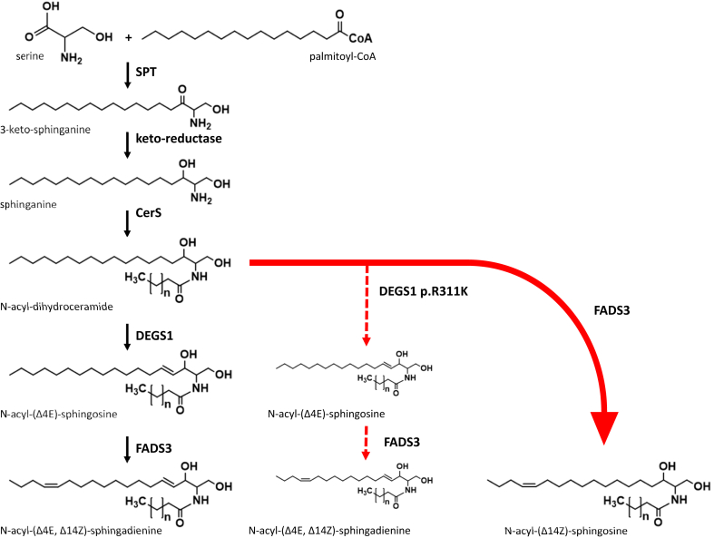 Fig. 1