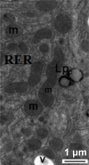 Figure 17