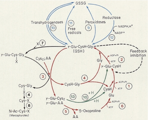 FIGURE 1.