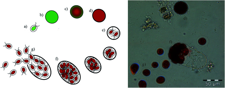 Fig. 2