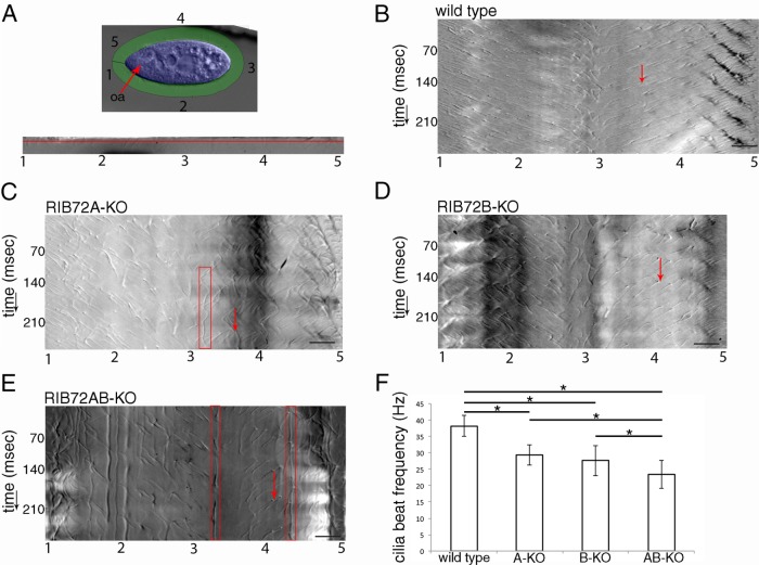 FIGURE 4: