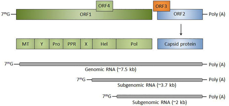 FIGURE 1