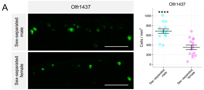 Figure 7—figure supplement 1.