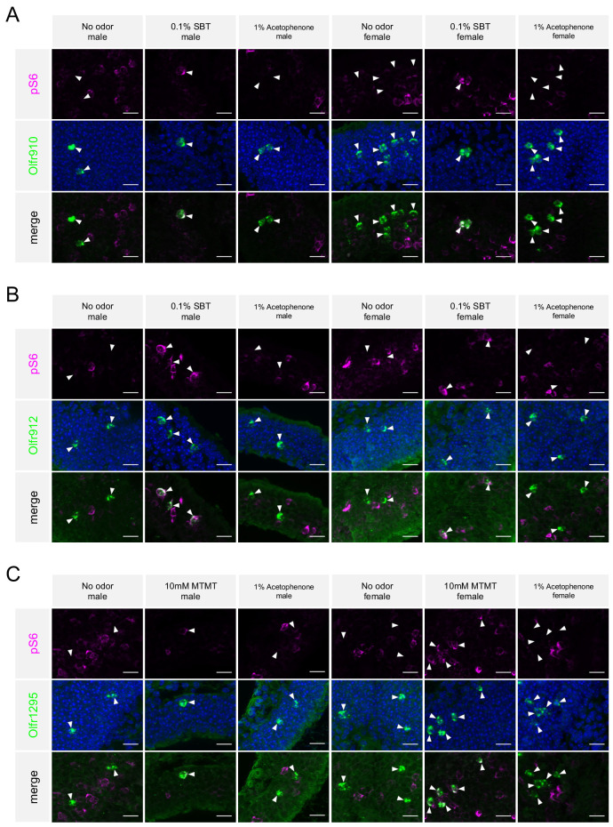 Figure 5—figure supplement 1.