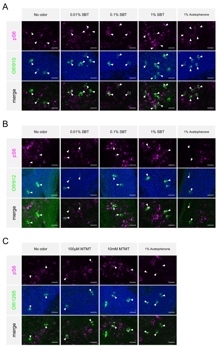 Figure 4—figure supplement 3.