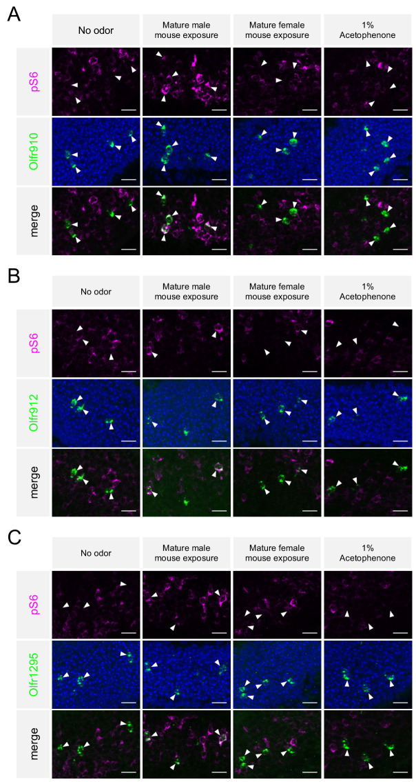 Figure 3—figure supplement 1.