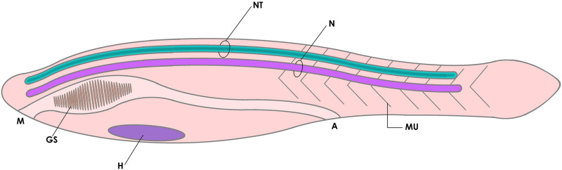 FIGURE 1