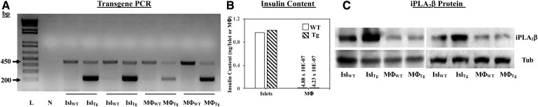 Fig. 13.