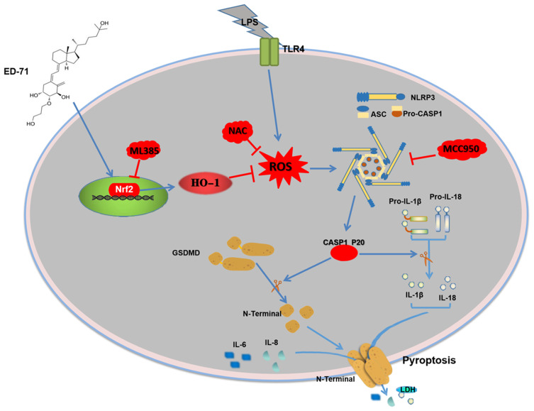 Figure 6