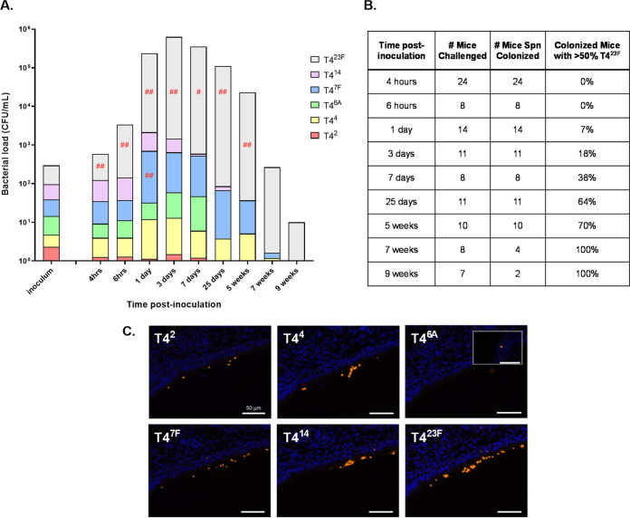 FIG 2