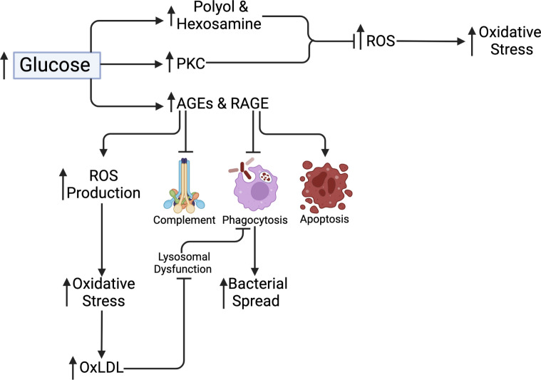 Figure 4