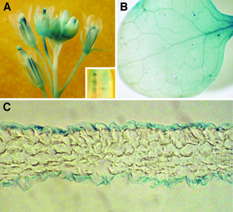 Figure 7.