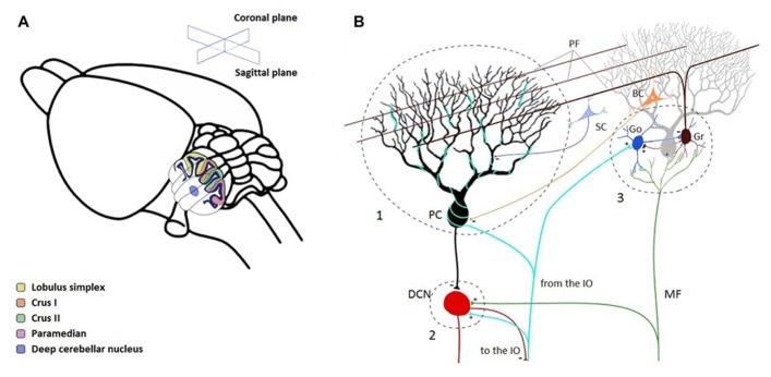 FIGURE 2