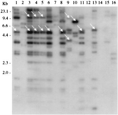 FIG. 3