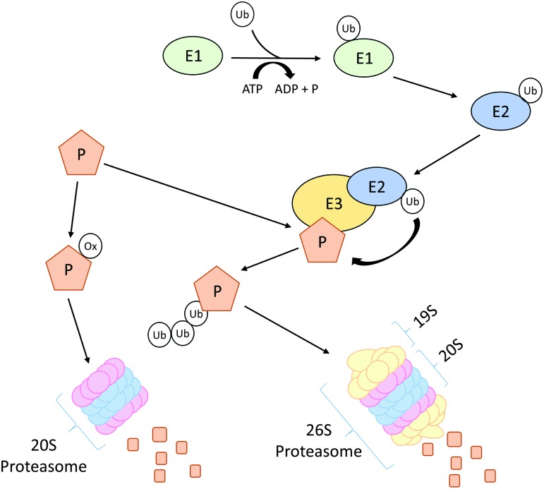 FIG. 3.