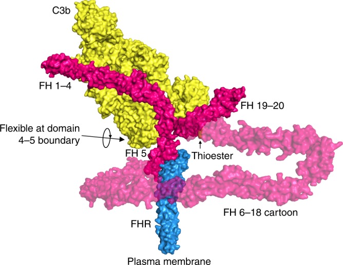 Fig. 4