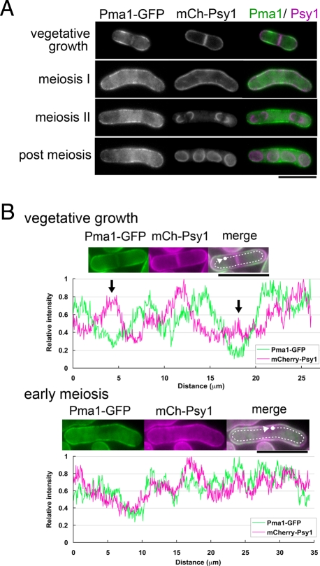 FIGURE 5: