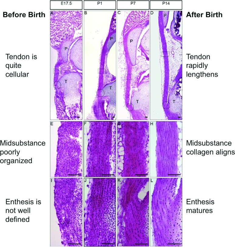 Fig. 13