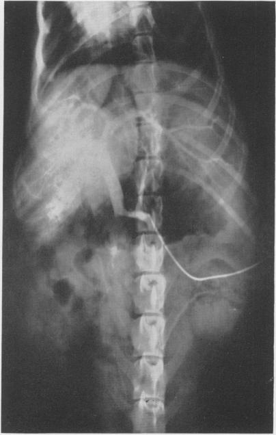 Fig. 2B.