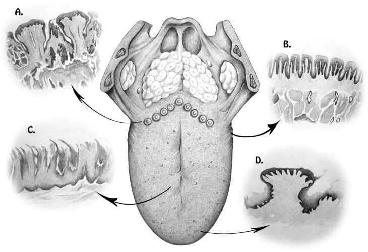 Fig. (1)