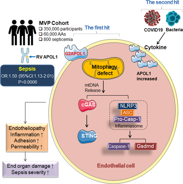 graphic file with name nihms-1815073-f0008.jpg