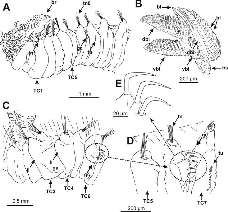 Fig 2