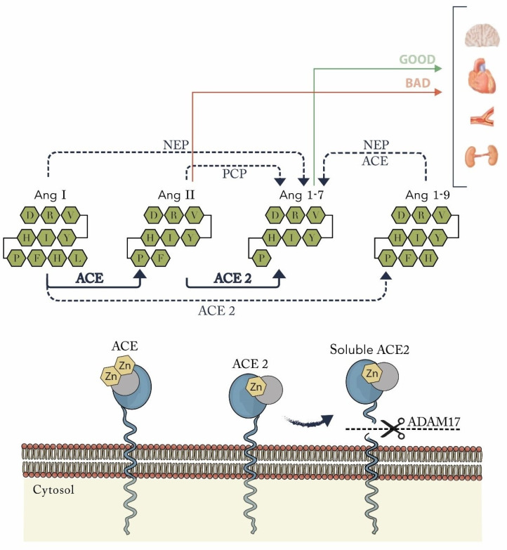 Calcium Signaling Pathway Is Involved in the Shedding of ACE2 Catalytic ...