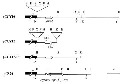 FIG. 1