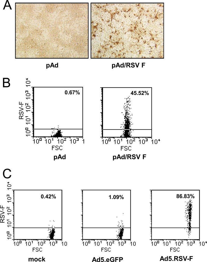 FIG 1