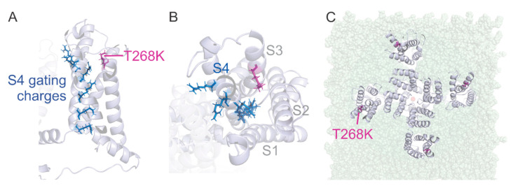 Figure 5