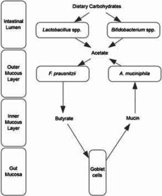 Note: Predominantly in the intestinal lumen, Lactobacillus spp. and Bifidobacterium spp. can ferment dietary carbohydrates into acetate.68,69 F. prausnitzii, an abundant commensal microbe that primarily inhabits the outer intestinal mucous layer, can utilize acetate as a precursor for butyrate.57,74 Intestinal microbe-derived butyrate regulates goblet cell mucin and mucus production in the colon.75,77 A. muciniphila, a mucin-degrading species that co-occurs with and has a cross-feeding relationship with F. prausnitzii, also produces acetate.57,74