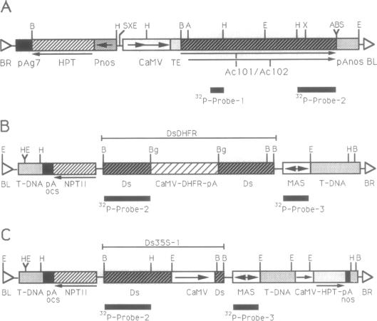 graphic file with name pnas01087-0396-a.jpg