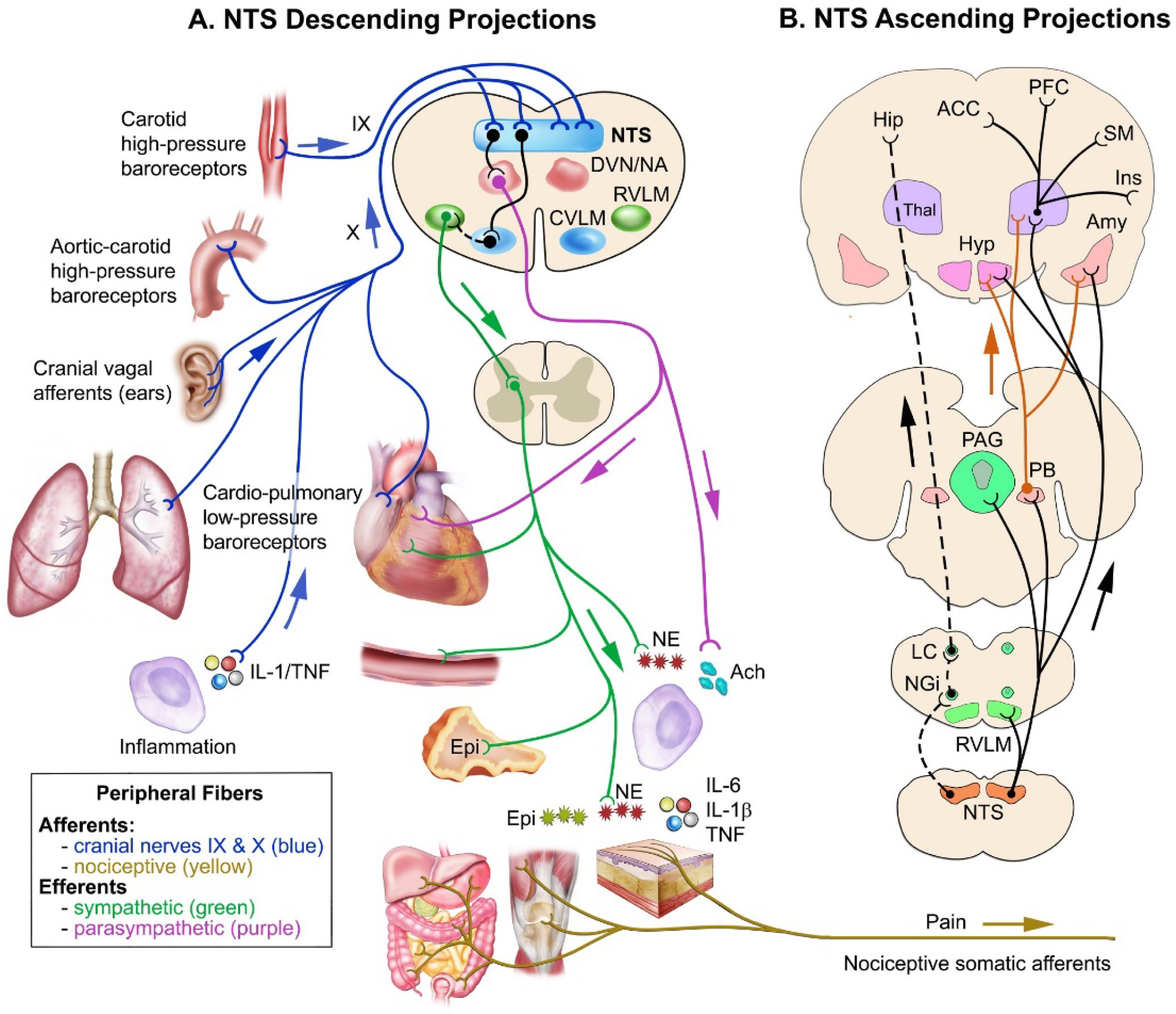 FIGURE 1: