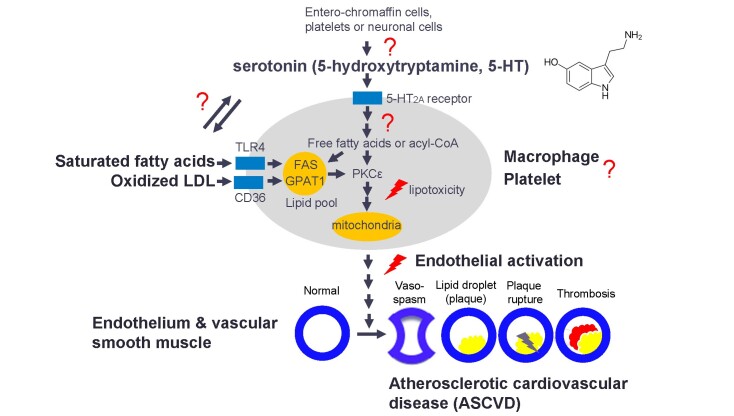 Fig.1. Possible underlying mechanisms of serotonin and 5-HT
2A
receptor system in ASCVD