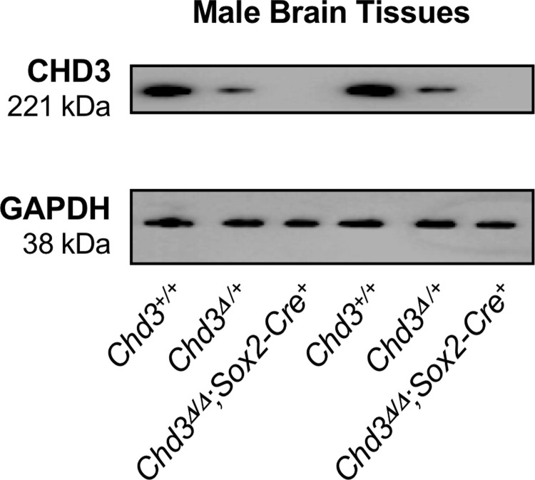 Fig 5