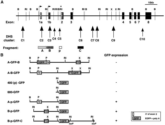 graphic file with name cdg186f3.jpg