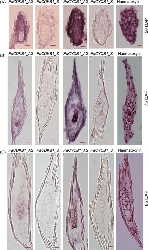 Fig. 10