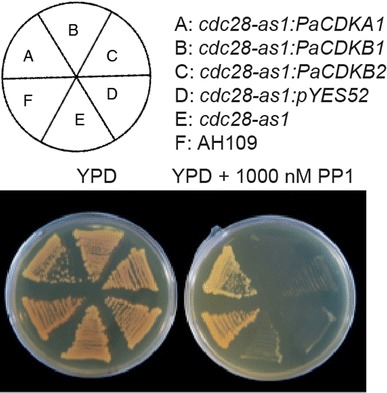 Fig. 6