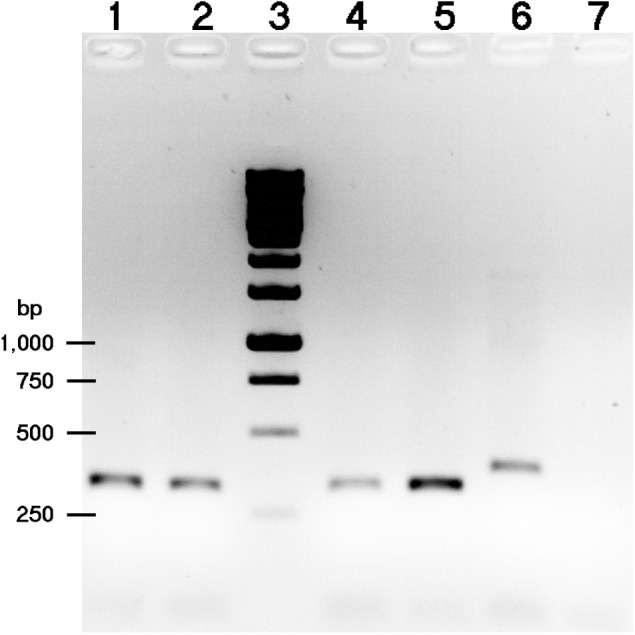 FIGURE 3