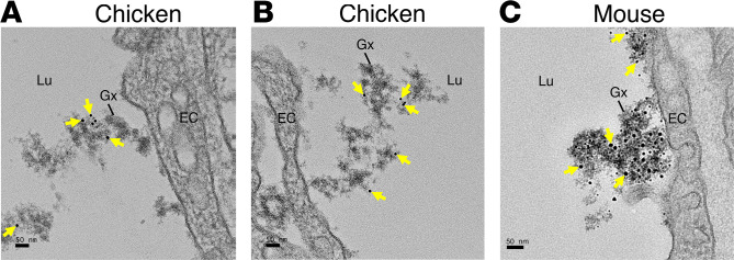 Figure 12