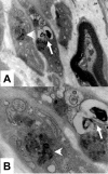 Figure  4