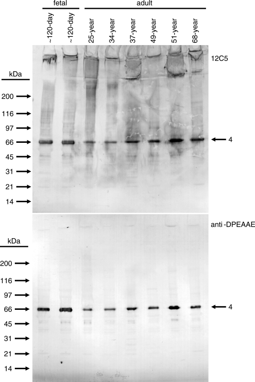 Fig. 3.