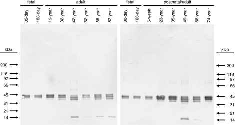 Fig. 5.