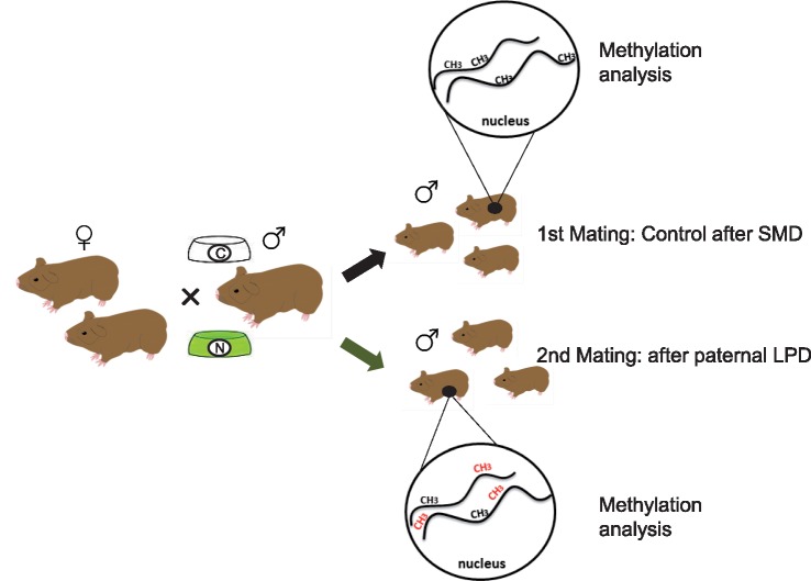 Figure 1: