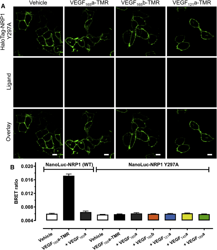 Figure 6