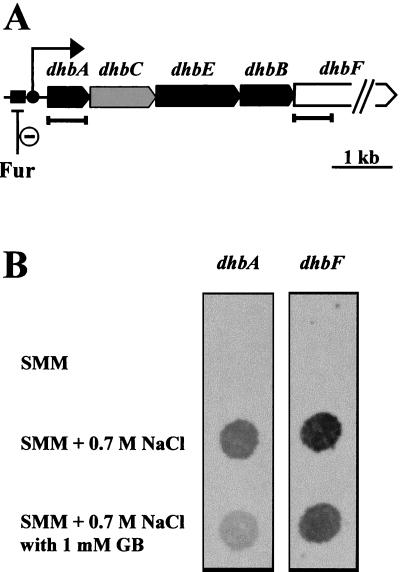 FIG. 2.