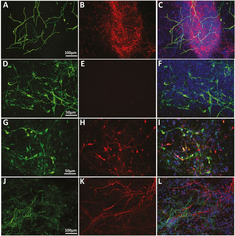 Figure 13.