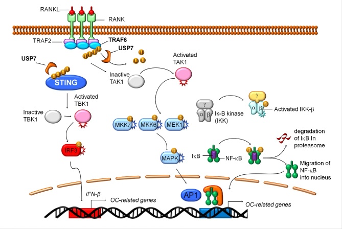 Figure 7.